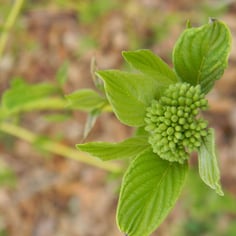 Golden Twig Dogwood 2
