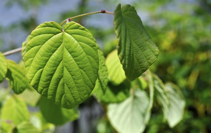Fragrant Winterhazel