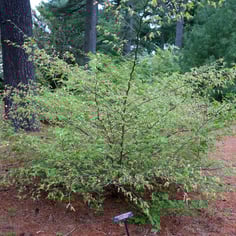 Fragrant Winterhazel 4