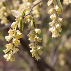 Fragrant Winterhazel 2