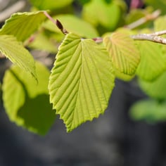 Fragrant Winterhazel 3