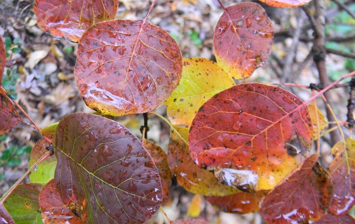 Golden Spirit Smokebush