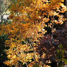 Golden Spirit Smokebush 2