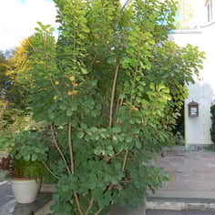 Golden Spirit Smokebush 3