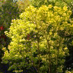 Golden Spirit Smokebush 4