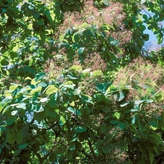 American Smoketree 4