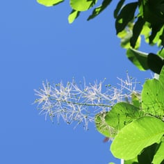 American Smoketree 2