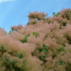 American Smoketree 3