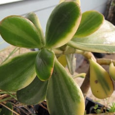 Variegated Jade Plant 2