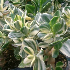 Variegated Jade Plant 4