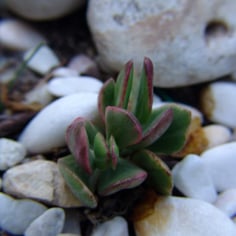 Variegated Jade Plant 3