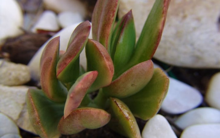 Variegated Jade Plant
