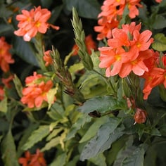 Crossandra 3
