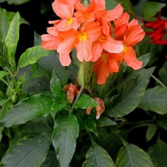 Crossandra 4