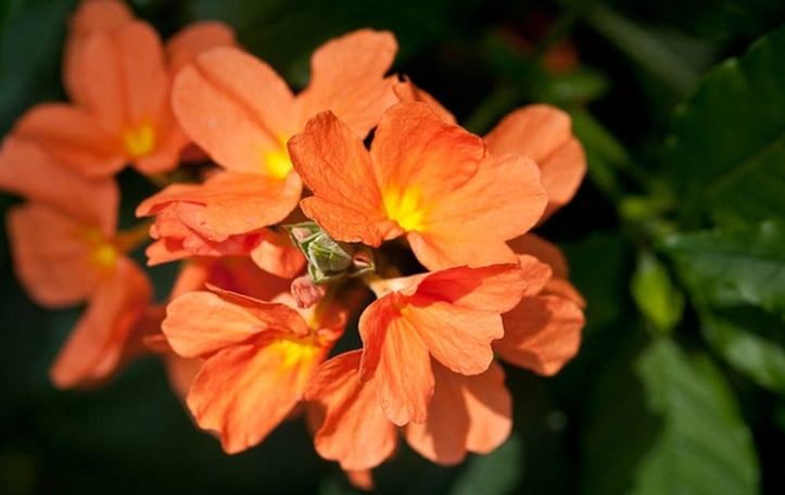 Crossandra