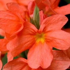 Crossandra 2