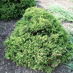 Dwarf Japanese Cedar 2
