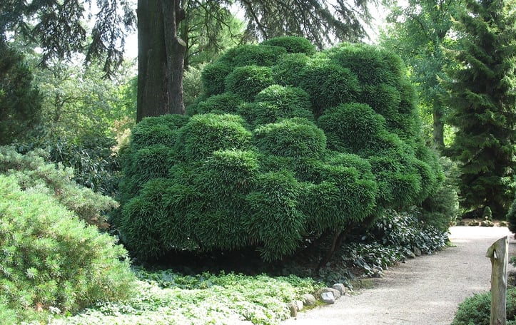 Dwarf Japanese Cedar