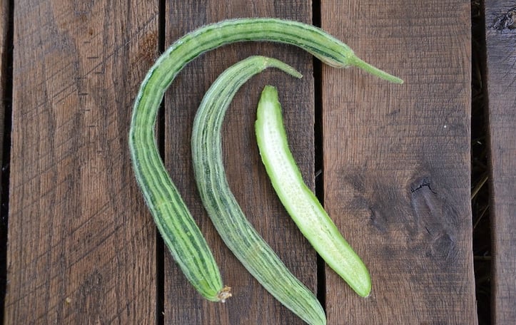 Armenian Cucumber