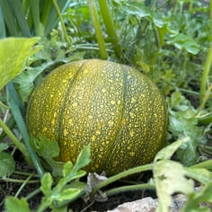 Cushaw Squash 2