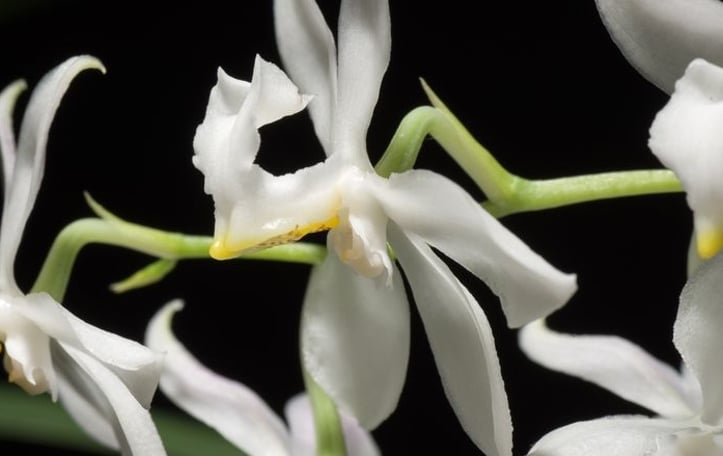 Lily of the Valley Orchid