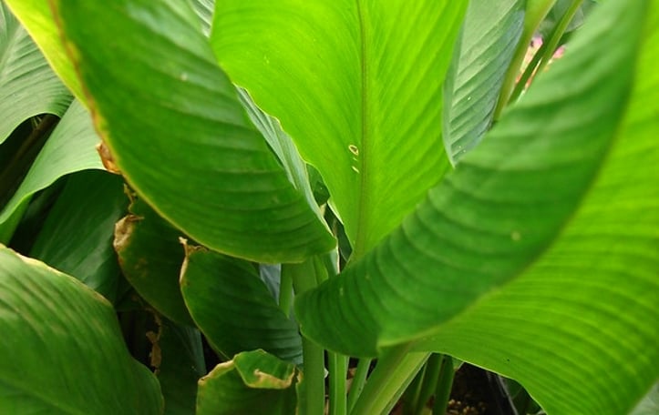Common Turmeric