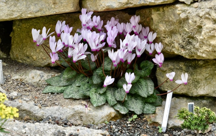 Florist's Cyclamen