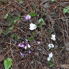 Alpine Violet 2