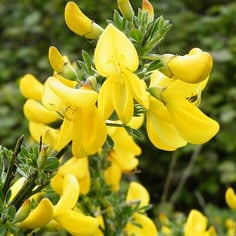 Common Broom 2