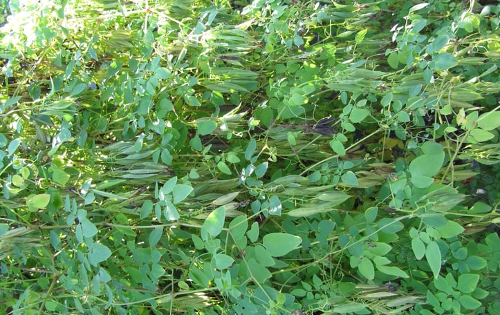 Athens Yellow Bleeding Heart