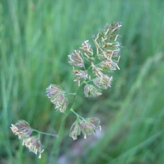 Ascherson's orchardgrass 2