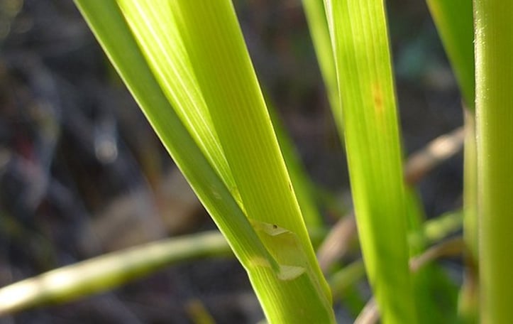 Ascherson's orchardgrass