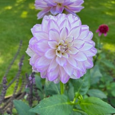 Bedding Dahlia 4