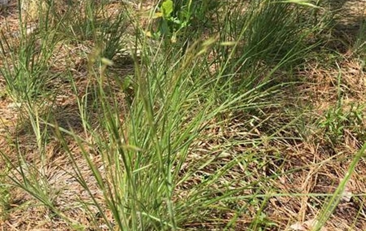 Downy Oatgrass