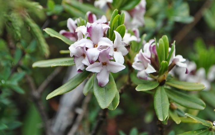 Daphne tangutica