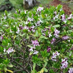 Daphne tangutica 2