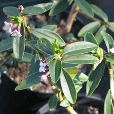 Daphne tangutica 3