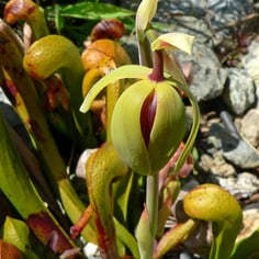 California Pitcher Plant 3