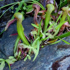 California Pitcher Plant 4