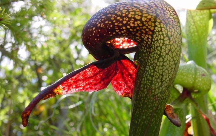 California Pitcher Plant