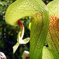 California Pitcher Plant 2