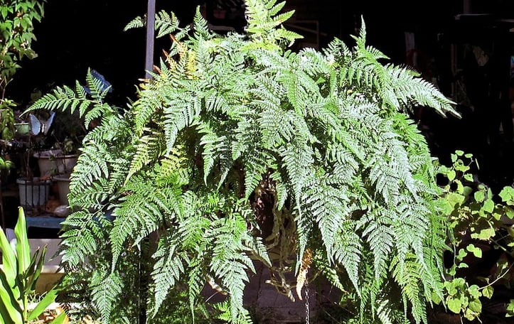 Dainty Rabbits-Foot Fern