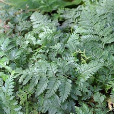 Dainty Rabbits-Foot Fern 3