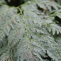 Dainty Rabbits-Foot Fern 4