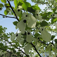 Dove Tree 3
