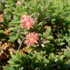 Hybrid hardy ice plant 4