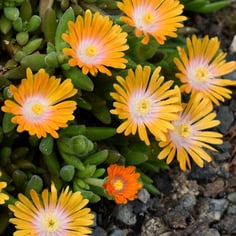 Hybrid hardy ice plant 2