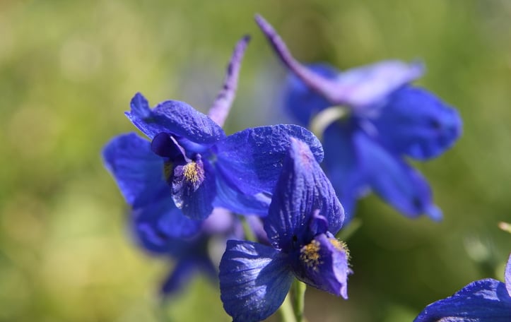 Dwarf Larkspur