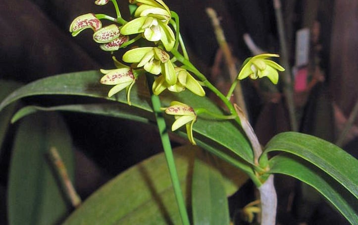 Blotched Cane Orchid
