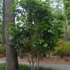 Dendropanax trifidus 2